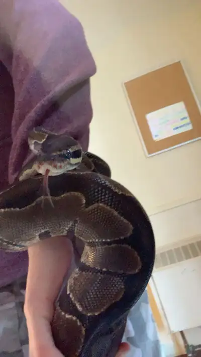 i have 3 snakes for sale 200$ each will negotiate the price, reason to give them away is cuz i dont...