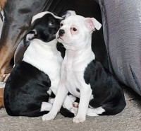 Boston terrier and chihuahua 
