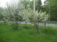 European cherry trees