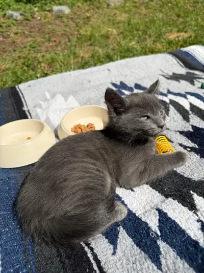 Hypoallergenic Family Raised Russian Blue Kittens, View more