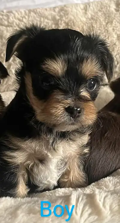 Adorable Yorkie pup's, View more