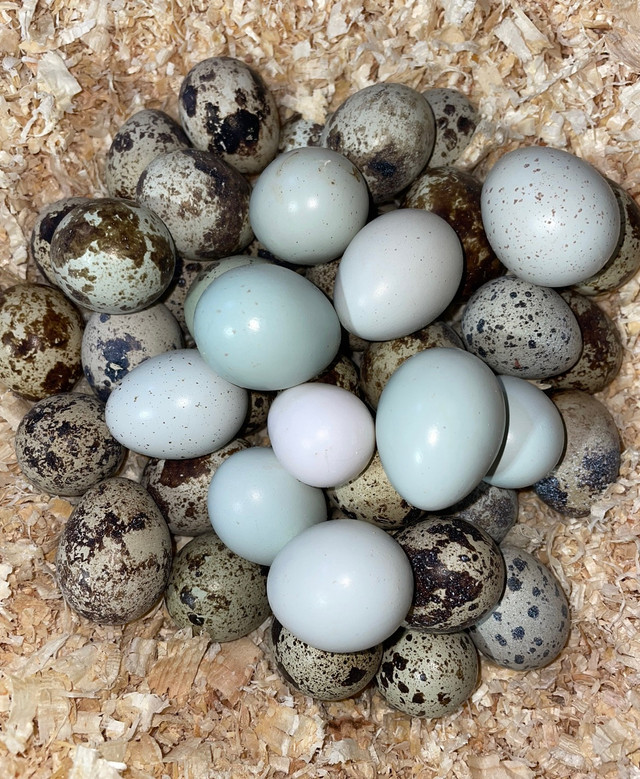 Jumbo Quail Chicks & Hatching Eggs in Livestock in Moose Jaw - Image 2