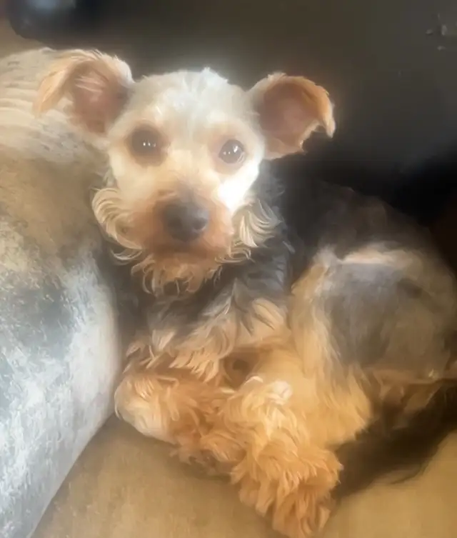 Yorkshire terrier cross puppies! in Dogs & Puppies for Rehoming in Edmonton - Image 7