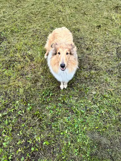2 Year Old Collie, View more