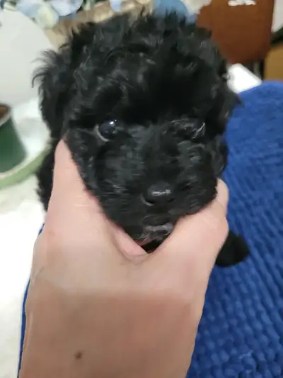 Poodle X Malti-poo Pups for Sale, View more