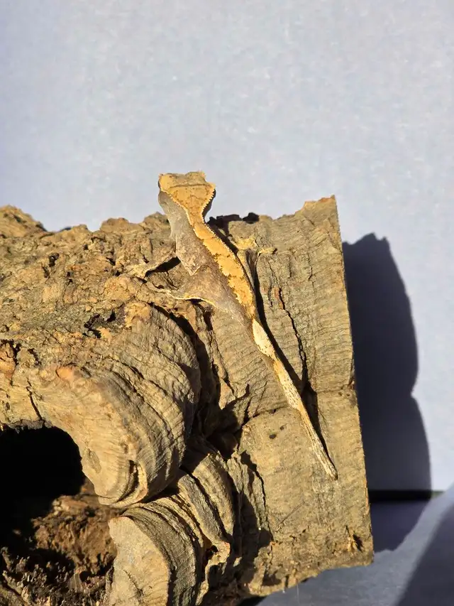 "Ivy" Crested Gecko in Reptiles & Amphibians for Rehoming in Bedford - Image 4