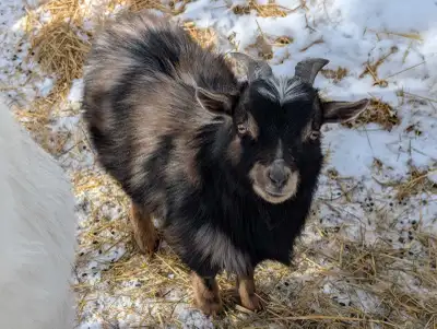 Pygmy/dwarf goat buck/billy, View more