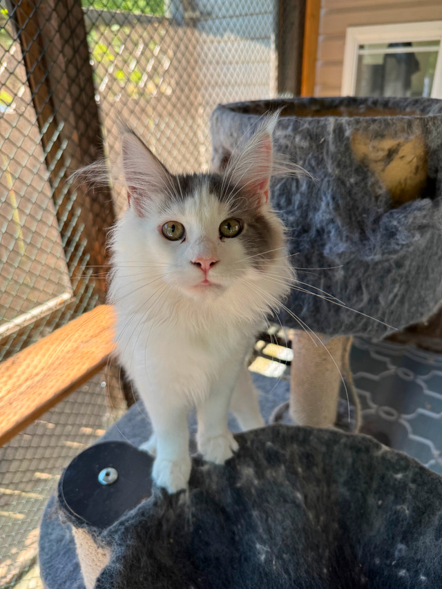 Beautiful Maine Coons in Cats & Kittens for Rehoming in Moncton - Image 3
