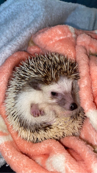 Female Hedgehog OBO