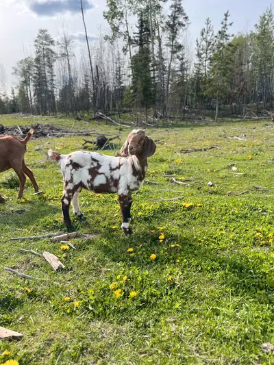 Spotted Boer cross with Nubian ‘ Both parents are papered Will make a great addition to any herd