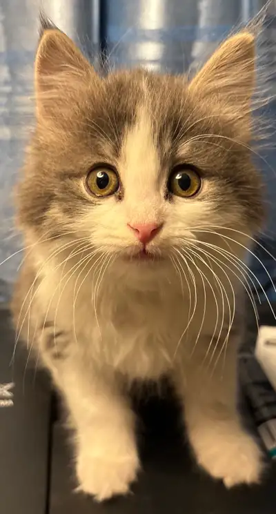 MALE MAINECOON KITTEN LAST ONE! , View more