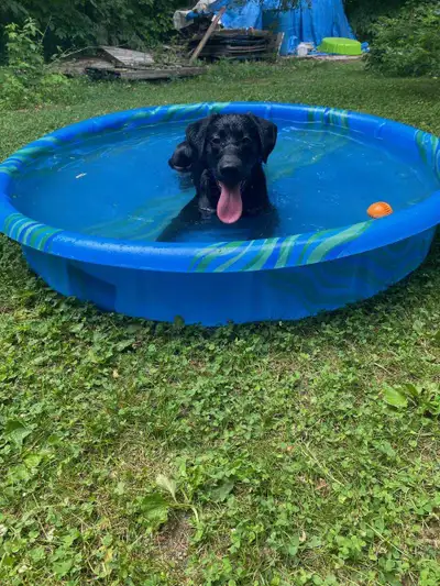 Im looking to give a beautiful waterfront forever home to Black or Yellow Labrador Retriever Dog or...