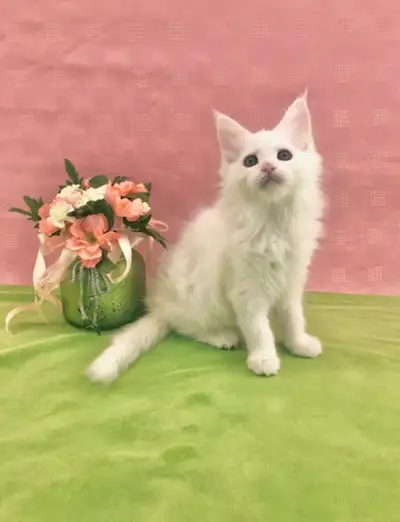 All White Maine Coon Female, View more