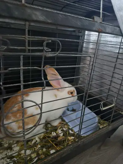 6 Month Old New Zealand Rabbit, View more