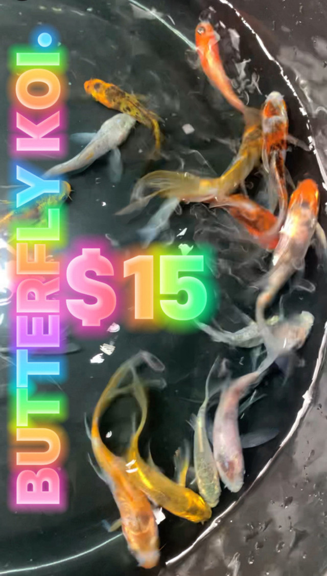 Butterfly Koi $15 each &  4-1/2 inch•Japanese koi $35each in Fish for Rehoming in Windsor Region - Image 2