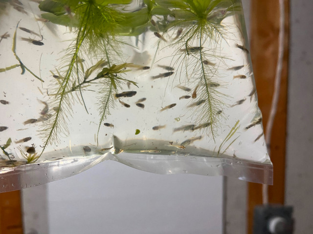Guppy fry - 20 for 5$ in Fish for Rehoming in Oshawa / Durham Region