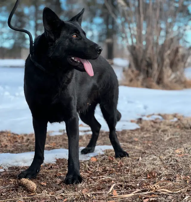 CKC REGISTERED PUREBRED GERMAN SHEPHERD PUPPIES in Dogs & Puppies for Rehoming in Edmonton - Image 8