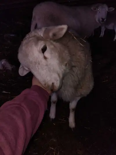 Doper x Katahdin Ram, View more