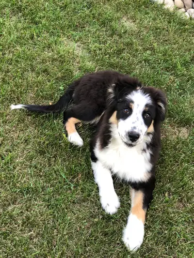 AUSTRALIAN SHEPHERD PUP Purebred, View more