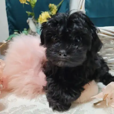 Puppies For Sale, View more