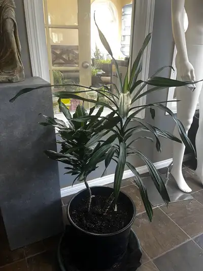 Yukka Plant 4’1” Tall in 14”x11” Pot , View more