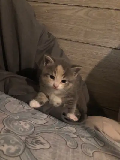 Kittens 4 Sale, View more