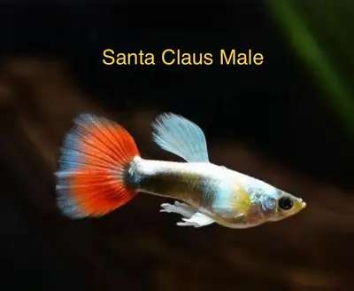 Santa Claus Guppy, View more
