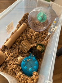 Hamster With Cage and Supplies