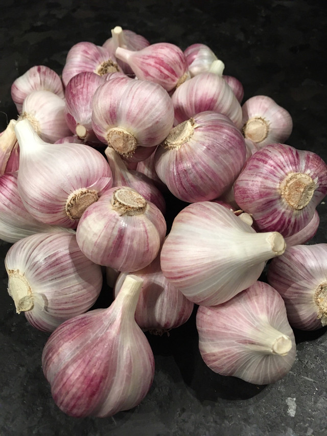 Music Garlic  in Other in Markham / York Region - Image 3