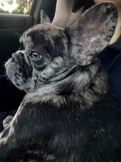 French bulldog pup, View more