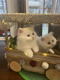 Luxurious, gorgeous and majestic 2 Persian Kittens 