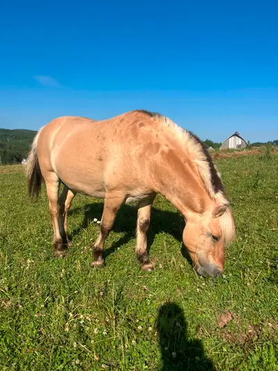 Registered fjord Breeding Stallion, View more