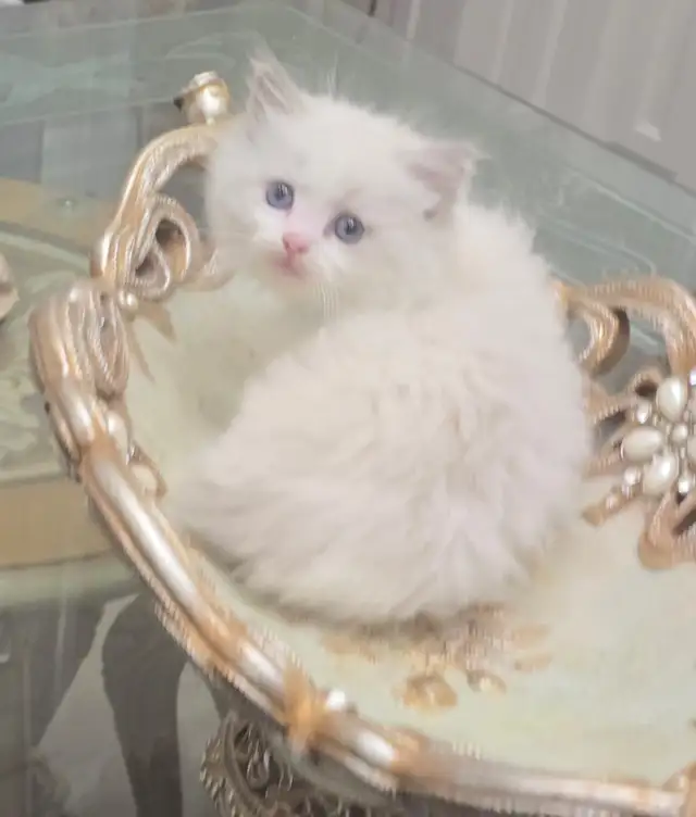 100% Pure ragdoll kittens. Both Parents onsite.