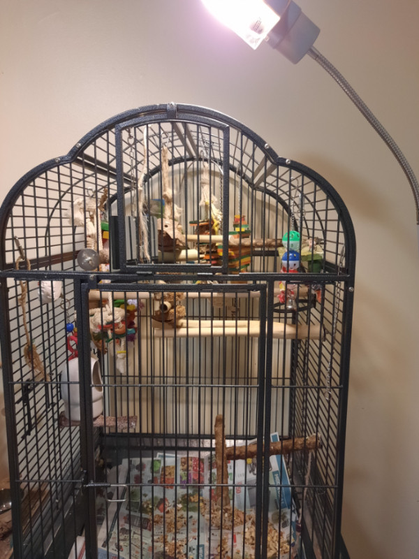 Female senegal parrot for sale with cage Birds for Rehoming