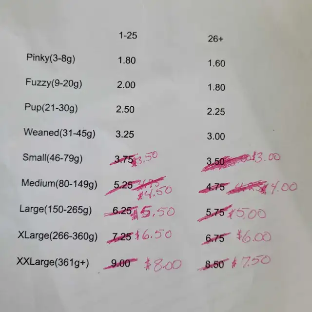 feeder rats for sale, Reduced Prices!! in Reptiles & Amphibians for Rehoming in Stratford - Image 2