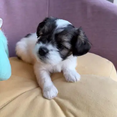 Cute and Adorable Malshi Puppies Available, View more