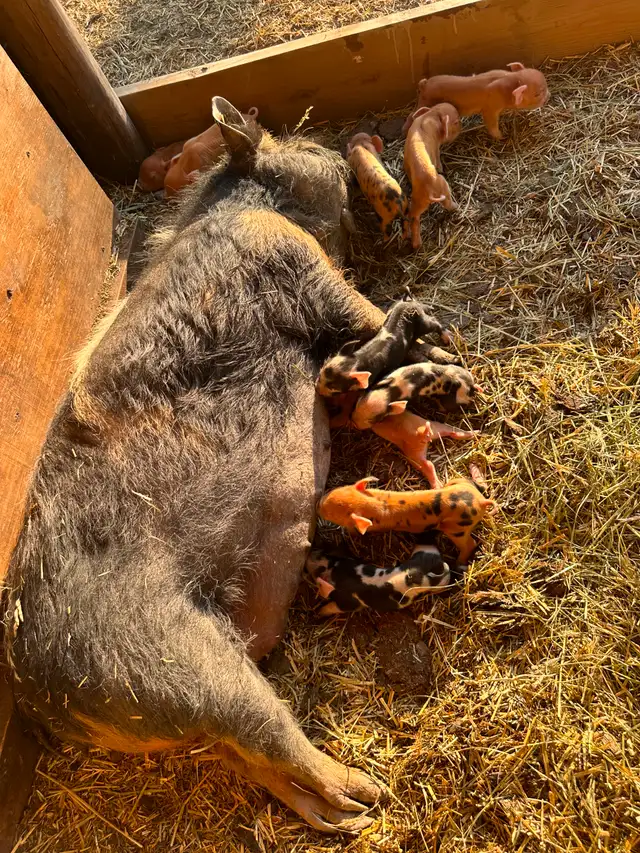 Registered Kune Kune Pigs for Sale in Livestock in Cranbrook - Image 6