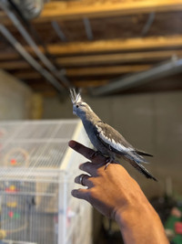 Beautiful White-Faced Cockatiel Babies Available for $250 each
