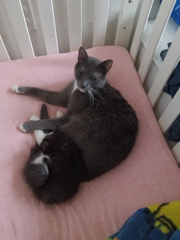 Urgent:  Grey and White, male and female Need a home in Cats & Kittens for Rehoming in Peterborough - Image 2