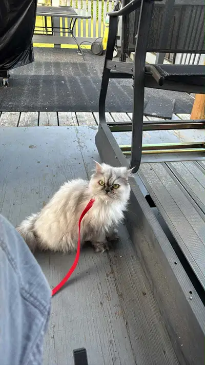 Chatte persan argenté.  1 an opéré Pont Rouge, View more