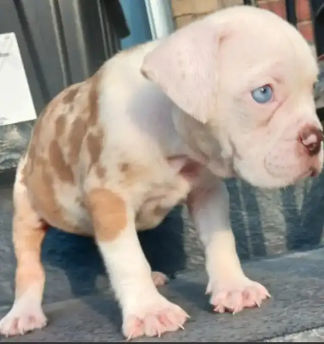 Olde English Bulldog Puppies in Dogs & Puppies for Rehoming in City of Toronto - Image 19