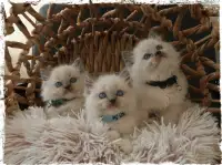 Ragdoll kittens 