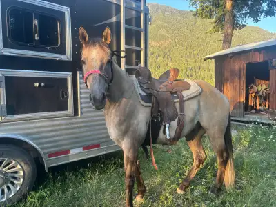 sunny 4 year old gelding , View more