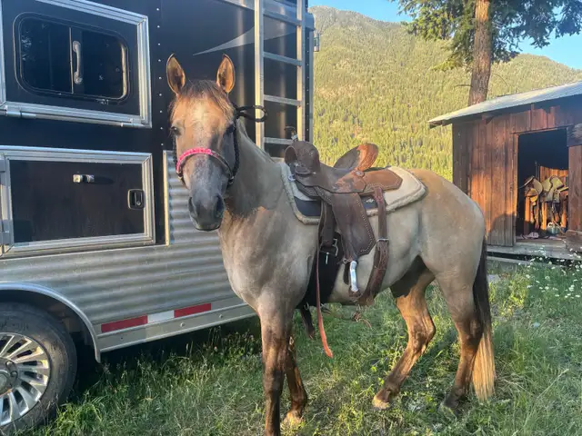 sunny 4 year old gelding  in Horses & Ponies for Rehoming in Cranbrook - Image 2
