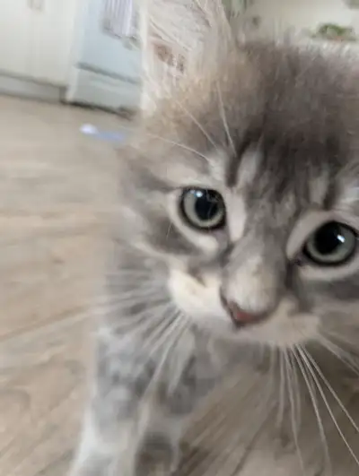 These sweet kittens were rescued and are now looking for their forever homes! They are approximately...