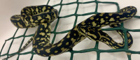 Pure Ocelot Jungle carpet python 