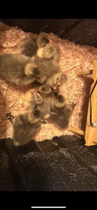 Goslings Available