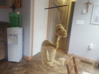 Camel string puppet