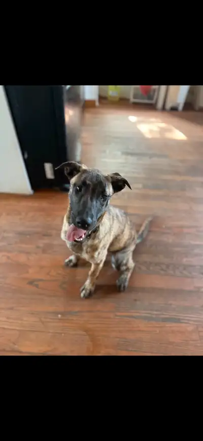 Sweet Dutch Shepherd x Malinois Puppy – Loving & Loyal – 4 Month, View more