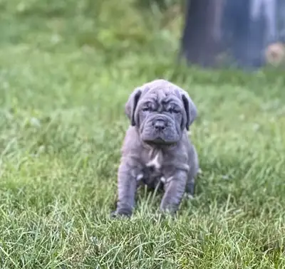 Neapolitan Mastiff Puppies, View more